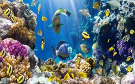 Customizable - Amazing Andaman
