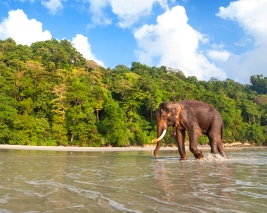 Andaman With Baratang Day Trip