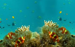 Explore Andaman with Neil Day Trip