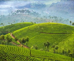 Hills Of Kerala
