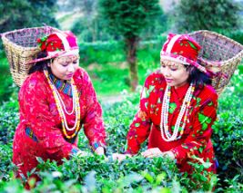 Explore Darjeeling and Sikkim