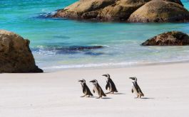 Soulful South Africa - Honeymoon Special