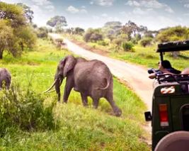 Kenyan Dhamaka Migration