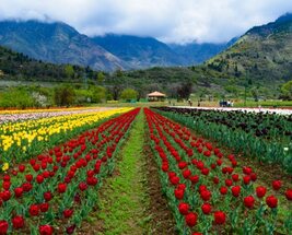 Kashmir With Gulmarg Veg Special