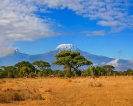 South African Extravaganza With Kenyan Discovery