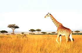 Kenyan Adventure Safari - Fixed Departures