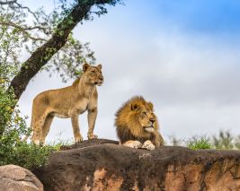 South African Extravaganza With Kruger - Winter