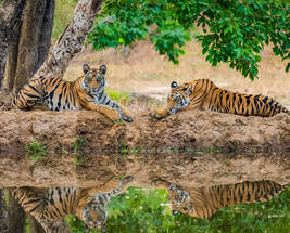 Wildlife Heritage And Hills Trail - Madhya Pradesh