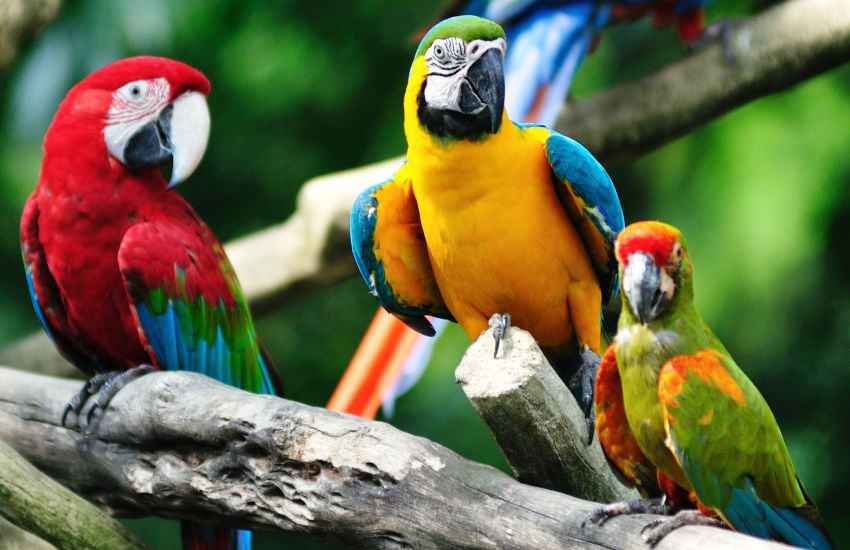 What To Bring To Jurong Bird Park