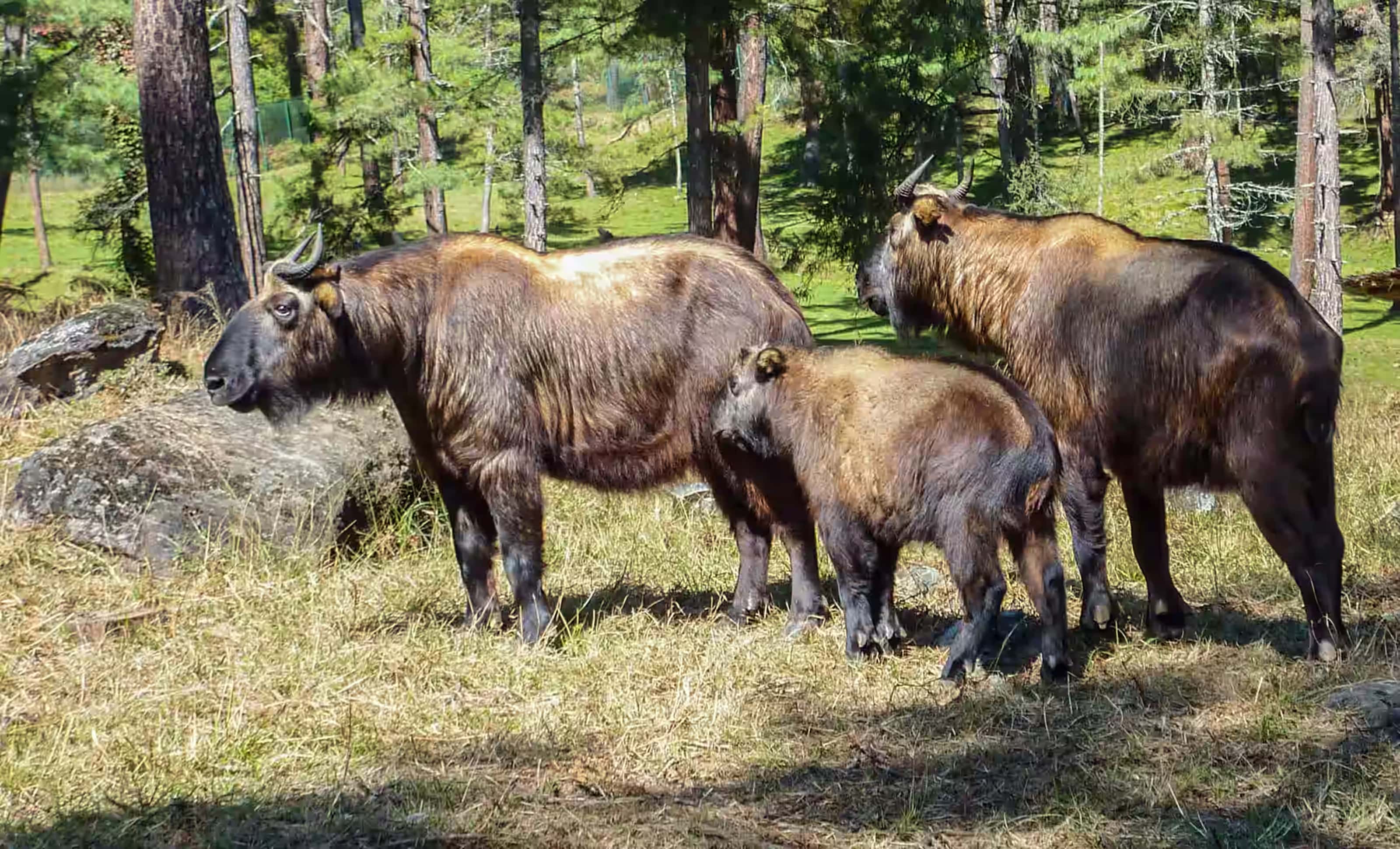 Takin Preserve
