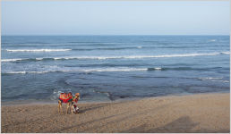 Tithal Beach in Gujarat - Info About Tithal Beach|Thomas Cook